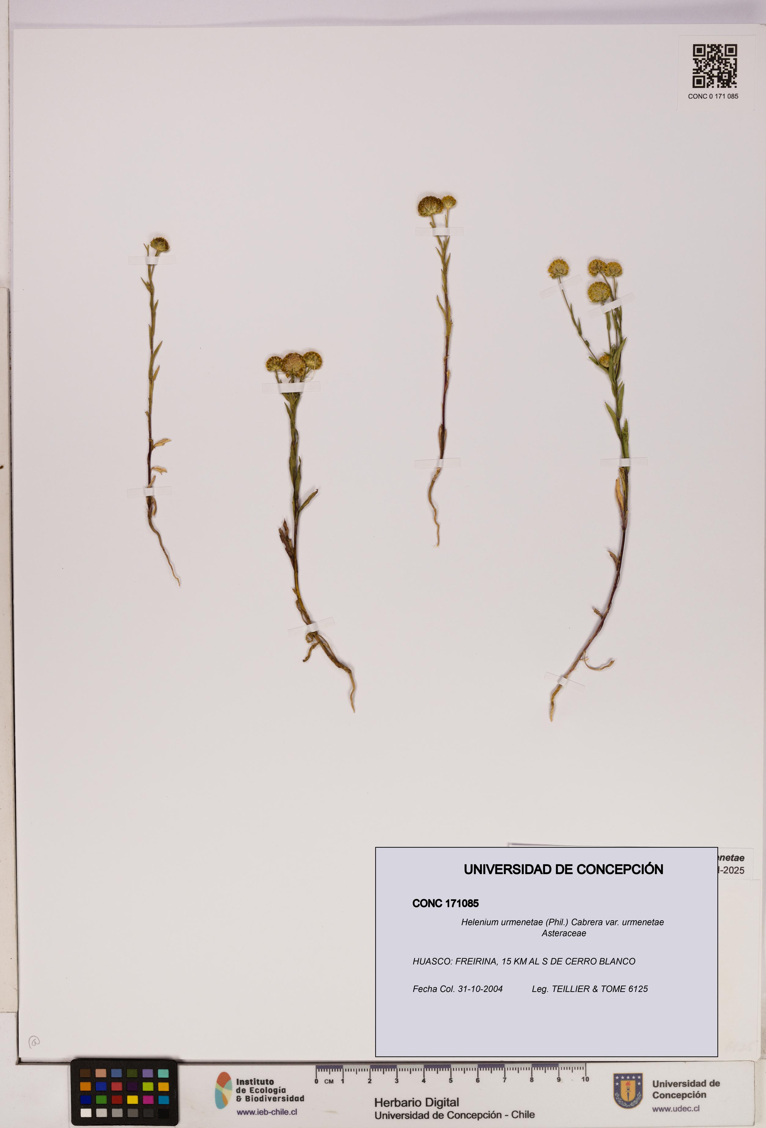 Helenium urmenetae var. urmenetae [Espécimen: UDEC:CONC:0171085]