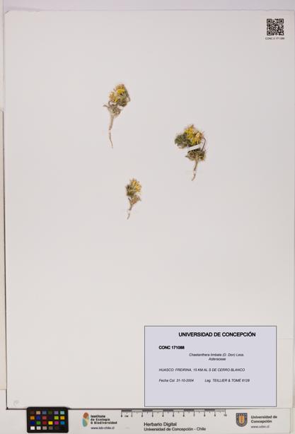 Chaetanthera limbata [Espécimen: UDEC:CONC:0171088]