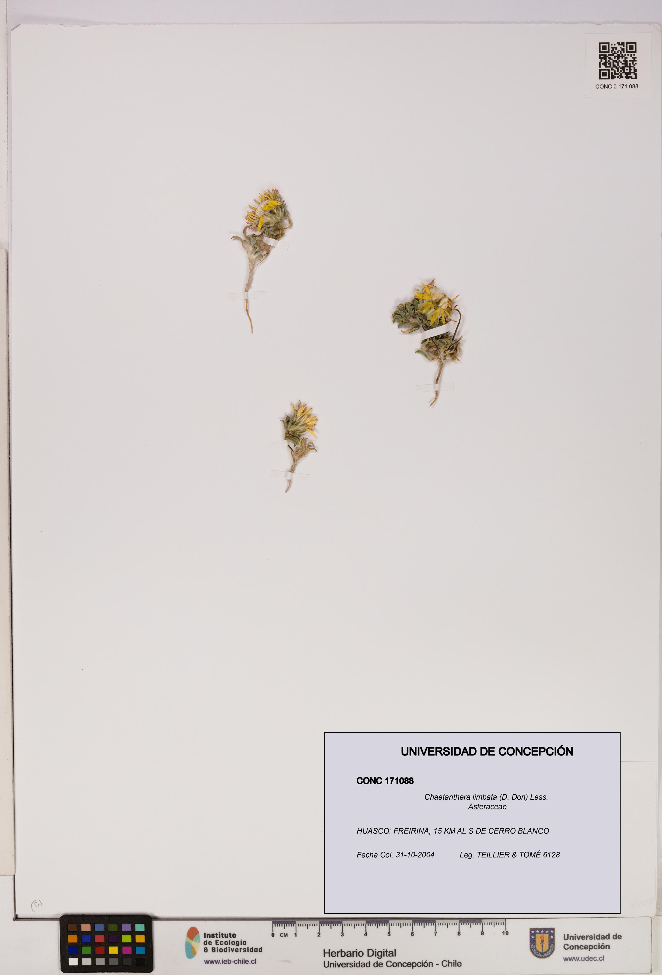 Chaetanthera limbata [Espécimen: UDEC:CONC:0171088]