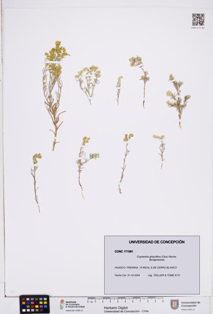 Cryptantha globulifera [Espécimen: ]