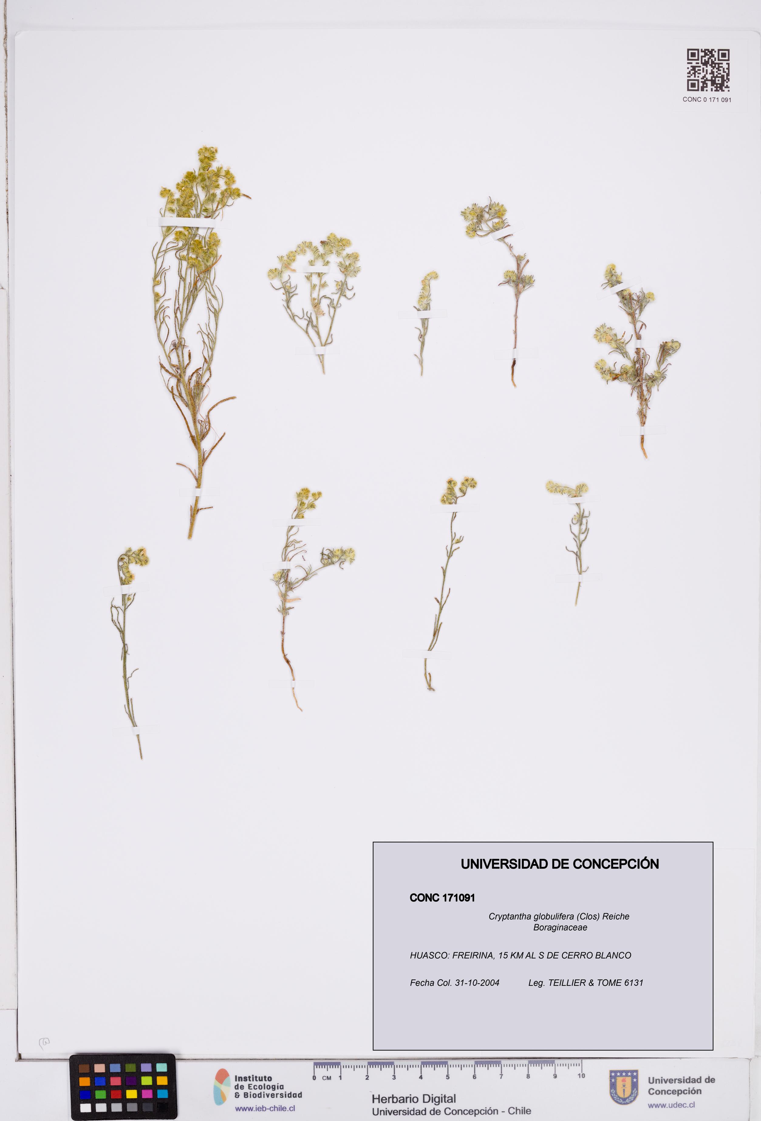Cryptantha globulifera [Espécimen: ]