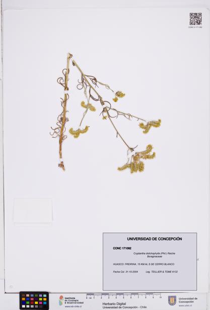 Cryptantha dolichophylla [Espécimen: ]