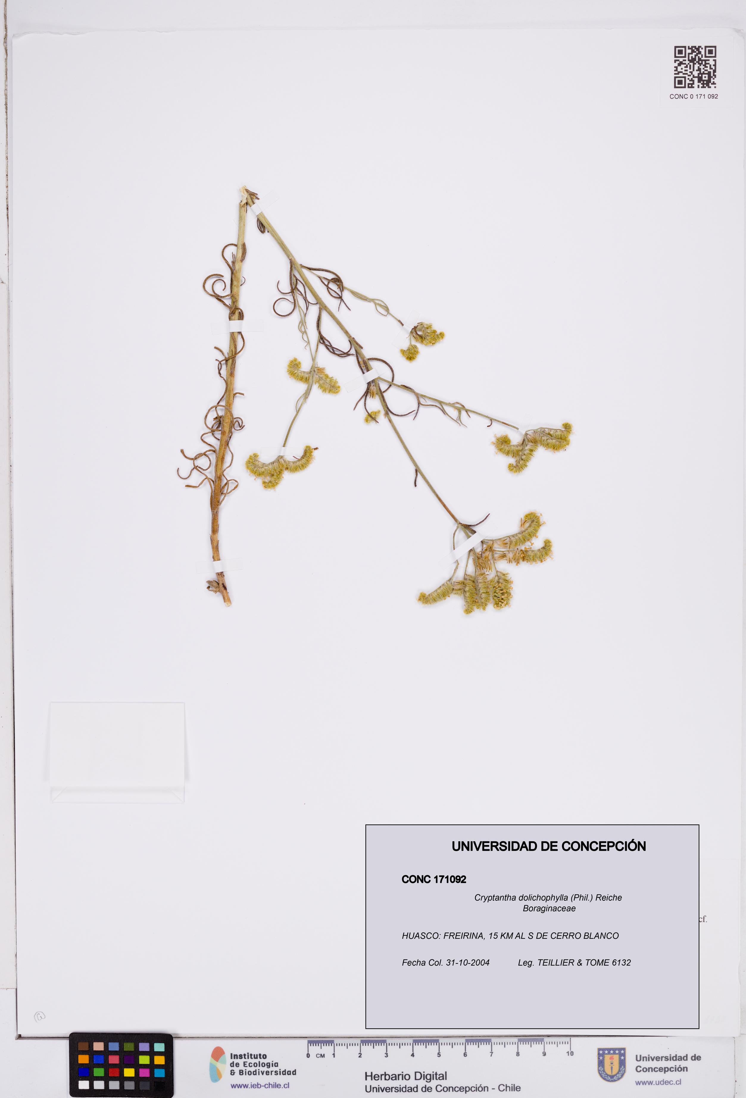 Cryptantha dolichophylla [Espécimen: ]