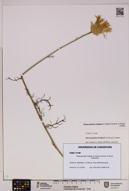 Plectocephalus bridgesii [Espécimen: UDEC:CONC:0171106]