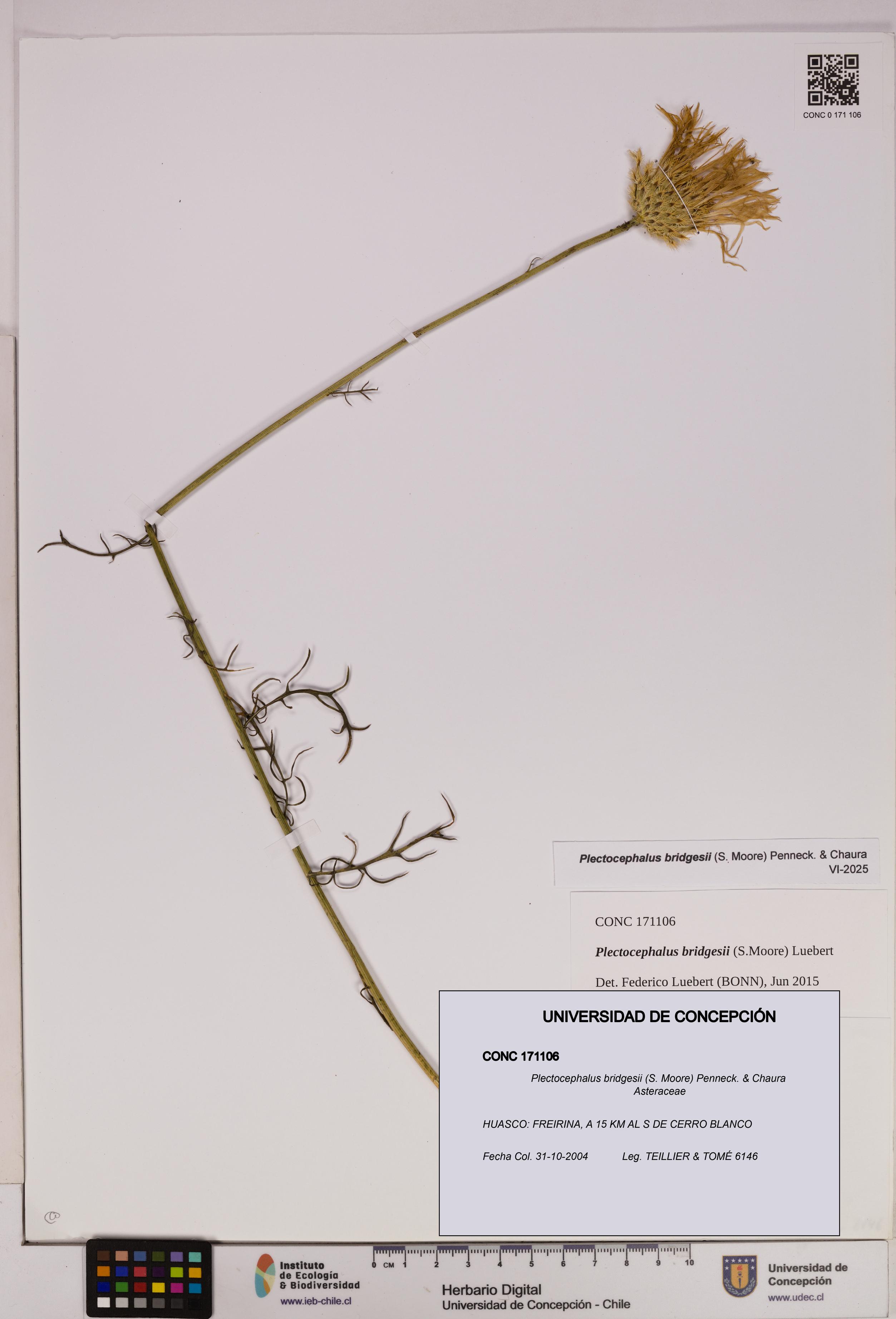 Plectocephalus bridgesii [Espécimen: UDEC:CONC:0171106]