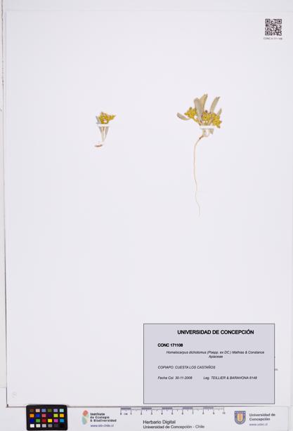 Homalocarpus dichotomus [Espécimen: ]