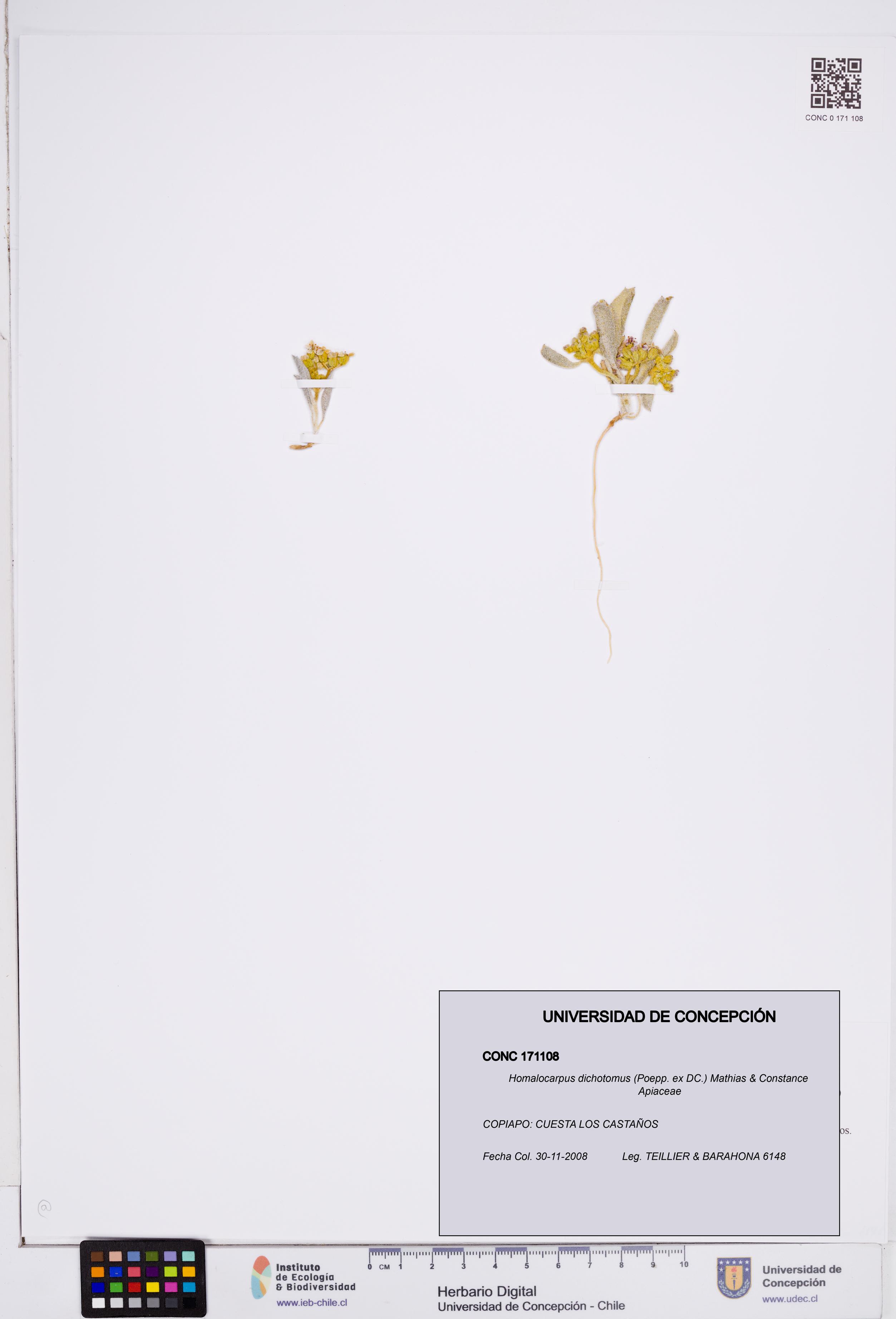 Homalocarpus dichotomus [Espécimen: ]
