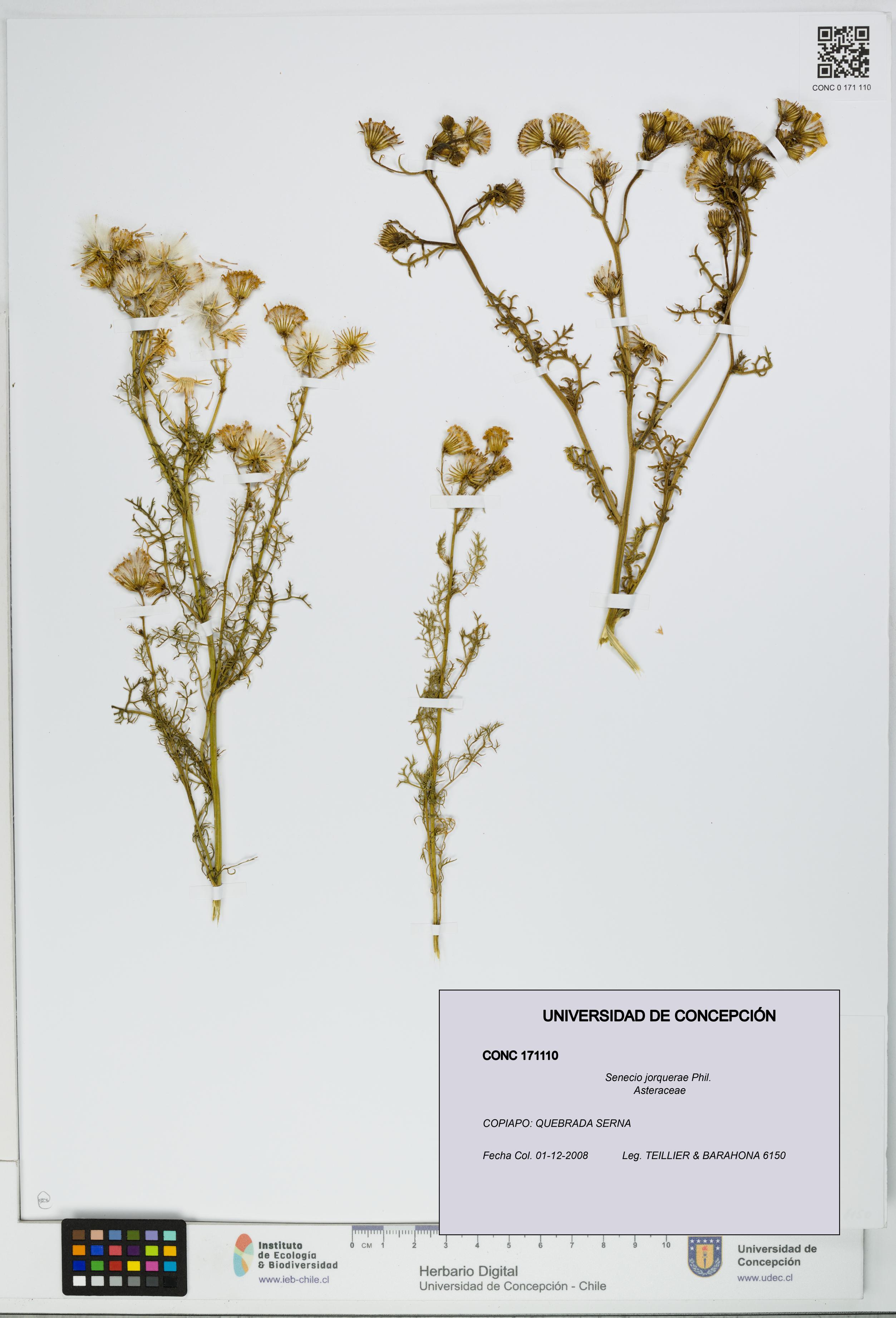 Senecio jorquerae [Espécimen: UDEC:CONC:0171110]