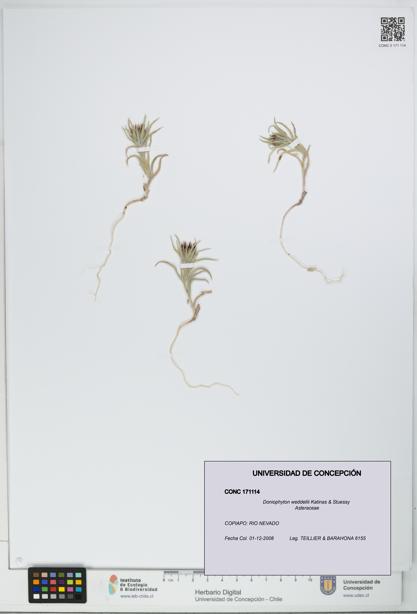Doniophyton weddellii [Espécimen: UDEC:CONC:0171114]