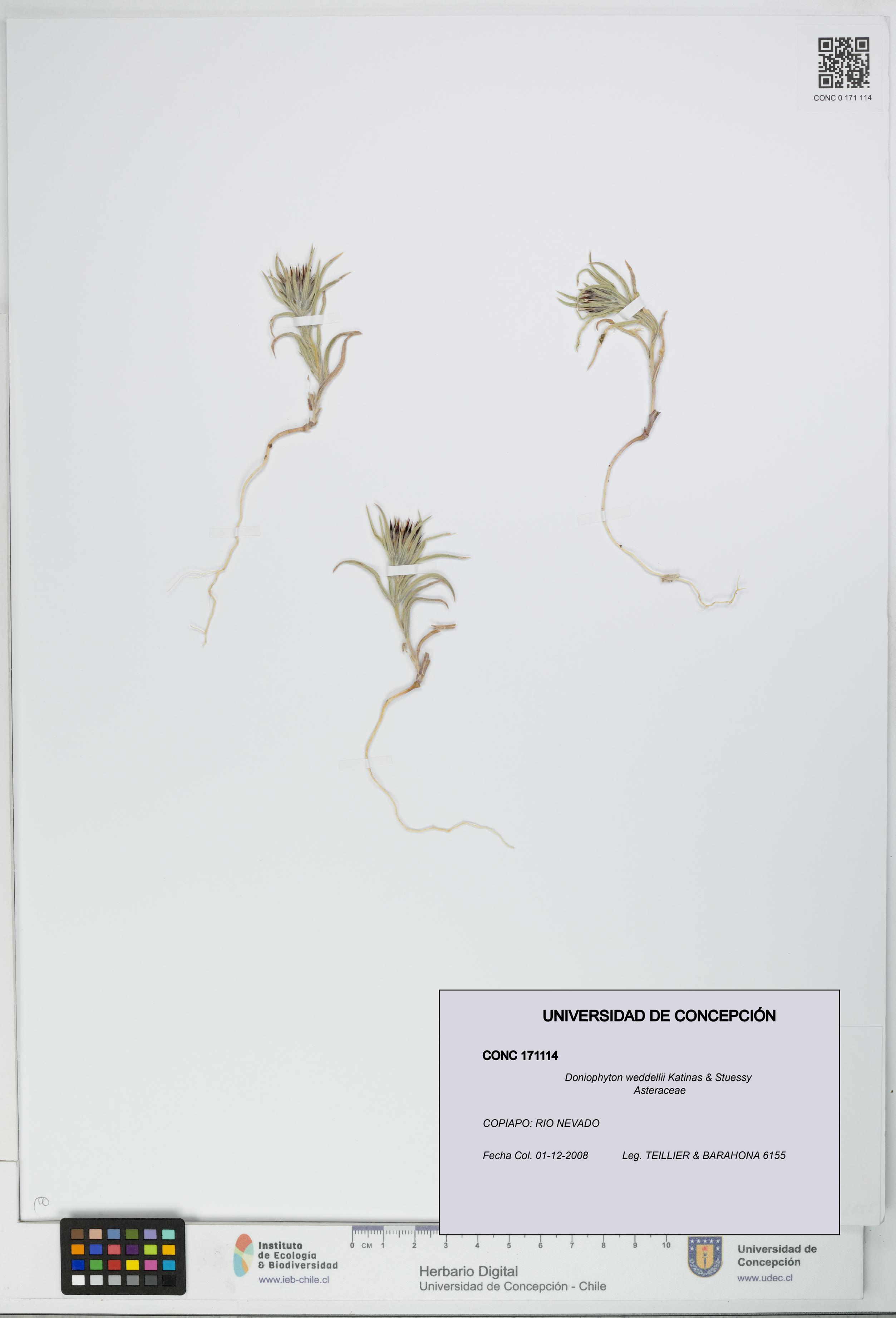 Doniophyton weddellii [Espécimen: UDEC:CONC:0171114]