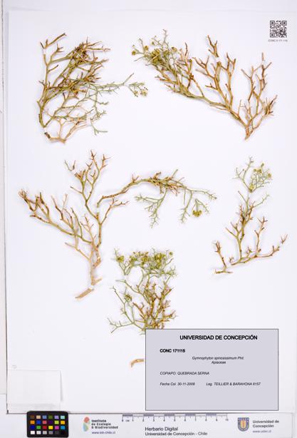 Gymnophyton spinosissimum [Espécimen: ]