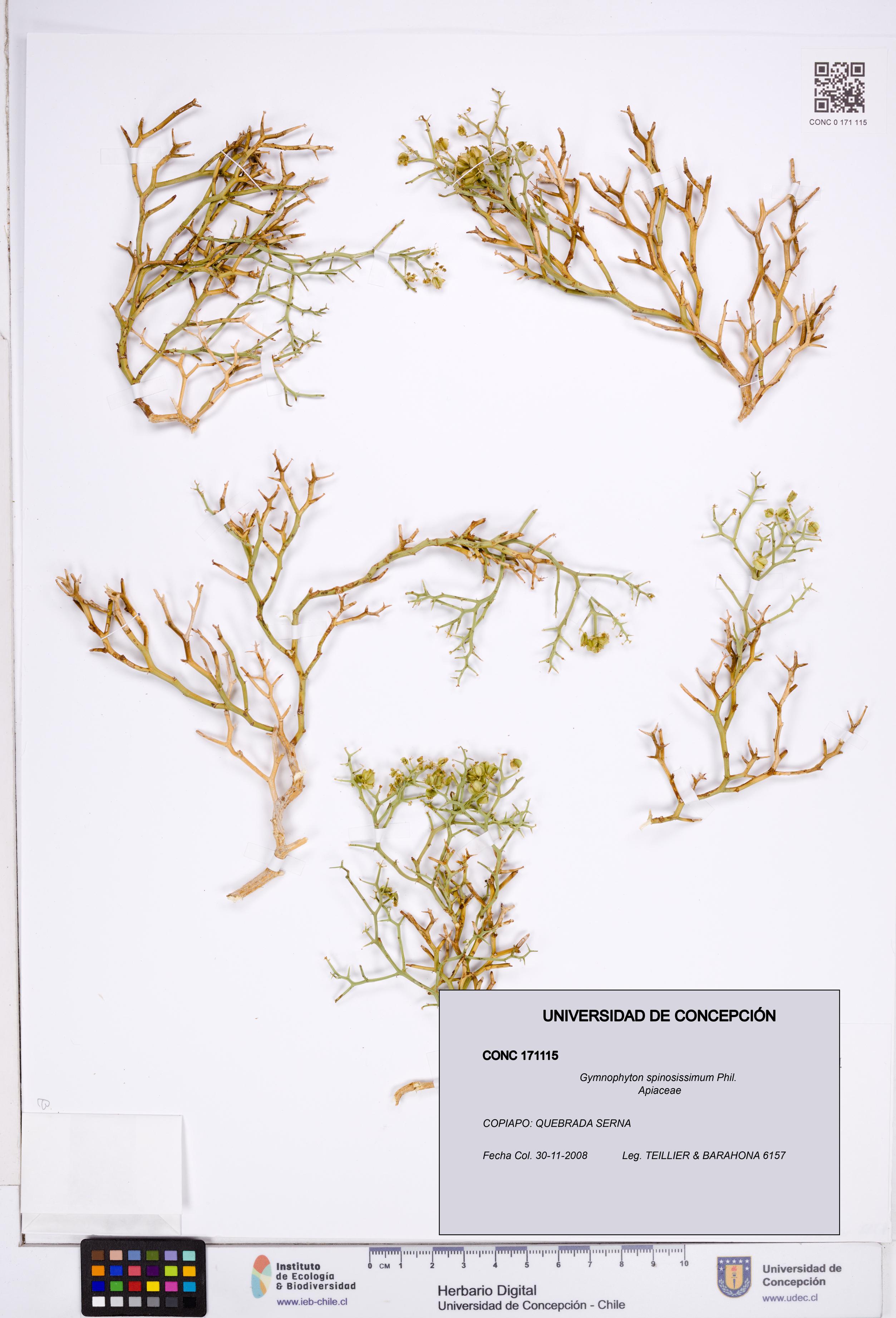 Gymnophyton spinosissimum [Espécimen: ]