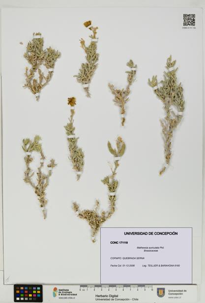Mathewsia auriculata [Espécimen: UDEC:CONC:0171118]