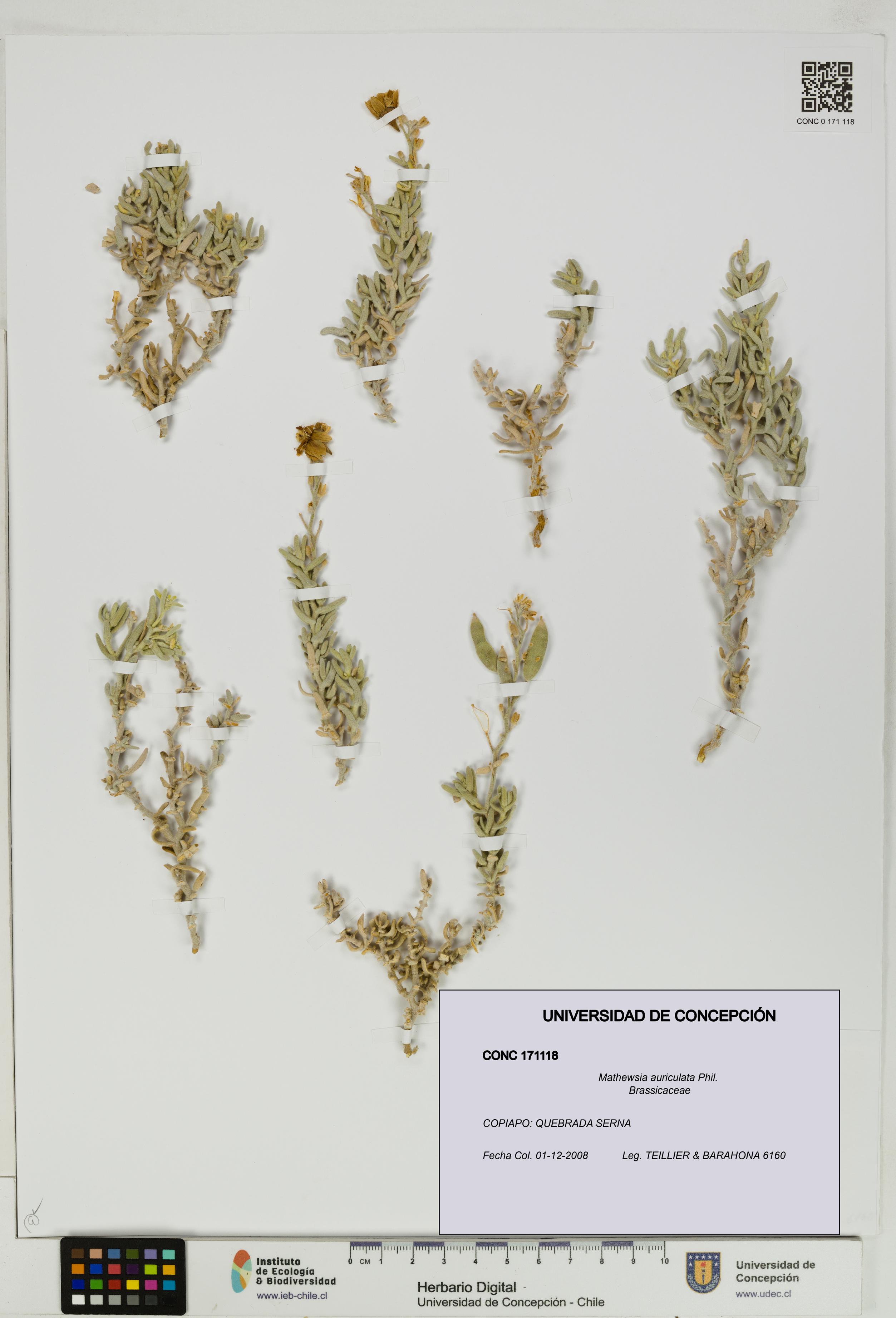 Mathewsia auriculata [Espécimen: UDEC:CONC:0171118]