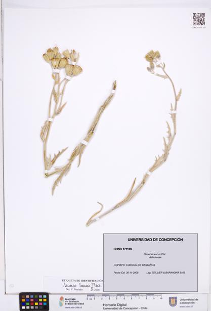 Senecio leucus [Espécimen: ]
