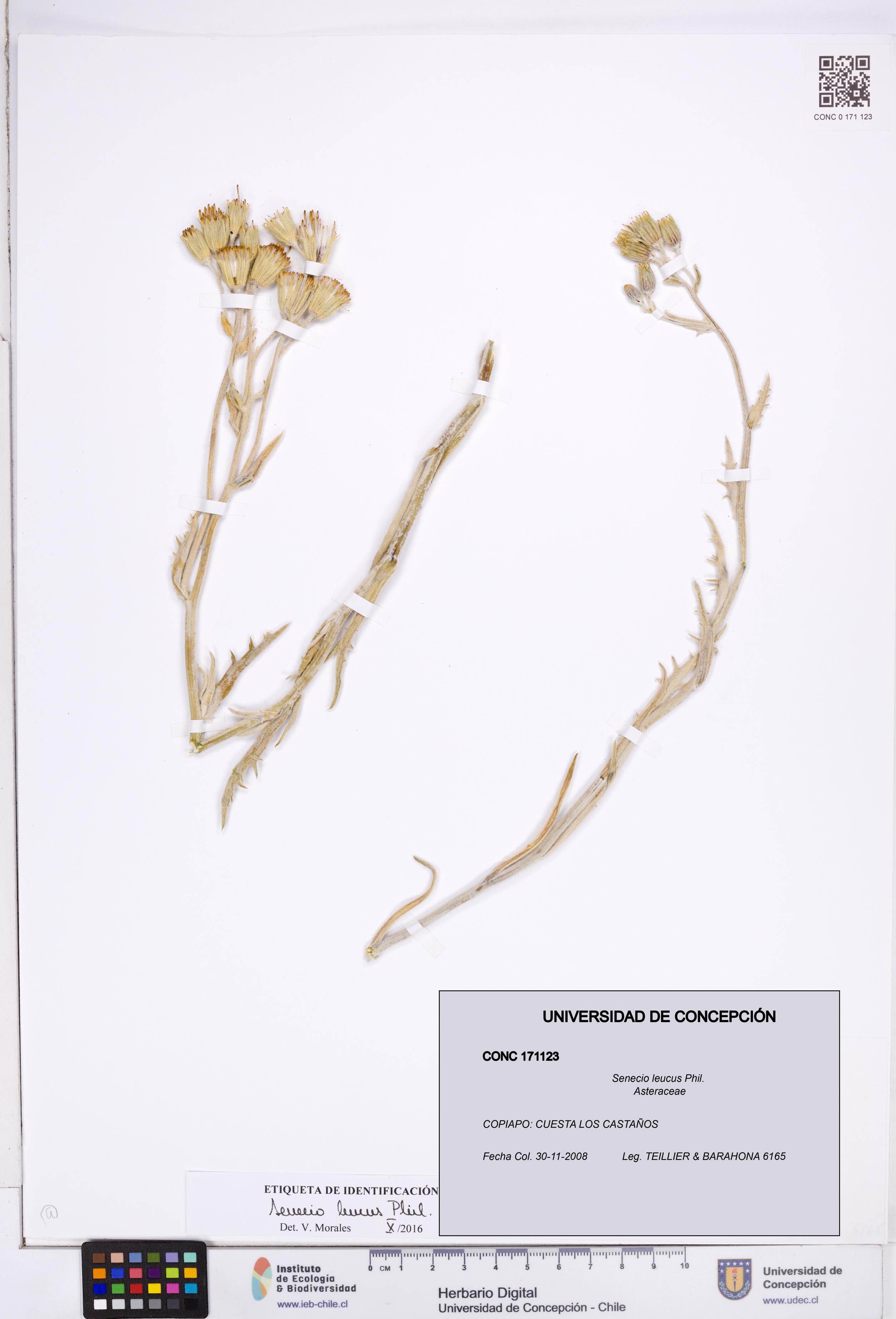 Senecio leucus [Espécimen: ]