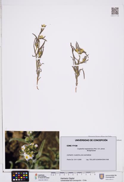 Cryptantha haplostachya [Espécimen: ]