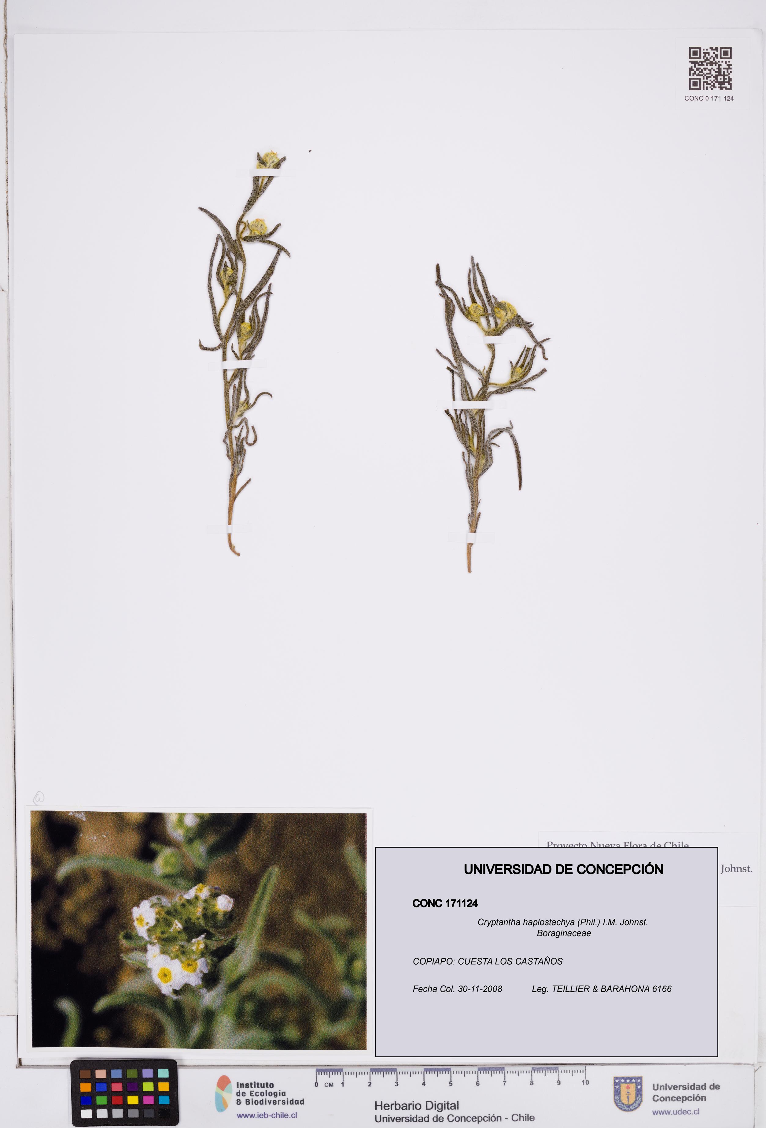 Cryptantha haplostachya [Espécimen: ]