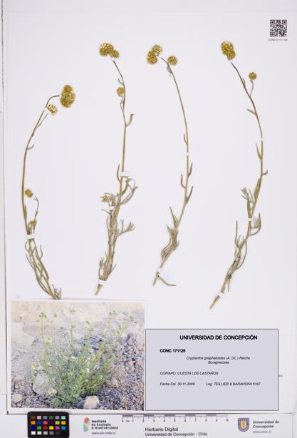 Cryptantha gnaphalioides [Espécimen: ]