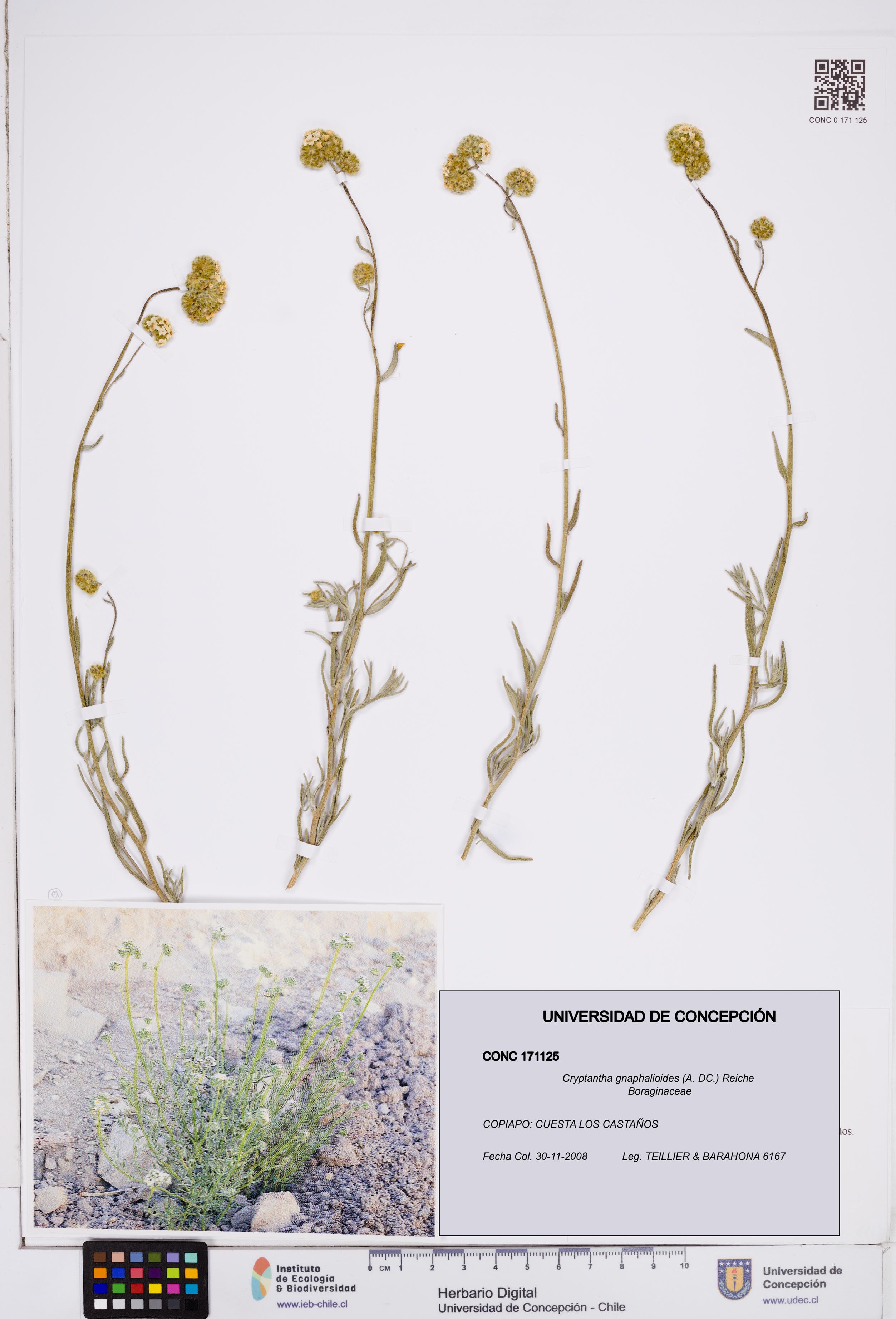 Cryptantha gnaphalioides [Espécimen: ]
