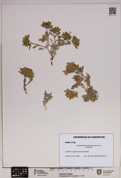 Cruckshanksia hymenodon [Espécimen: UDEC:CONC:0171130]