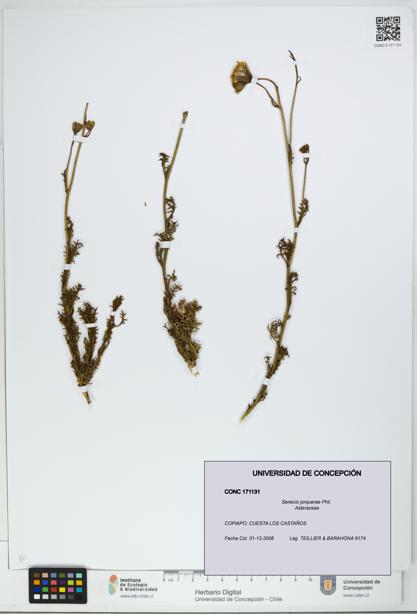 Senecio jorquerae [Espécimen: UDEC:CONC:0171131]