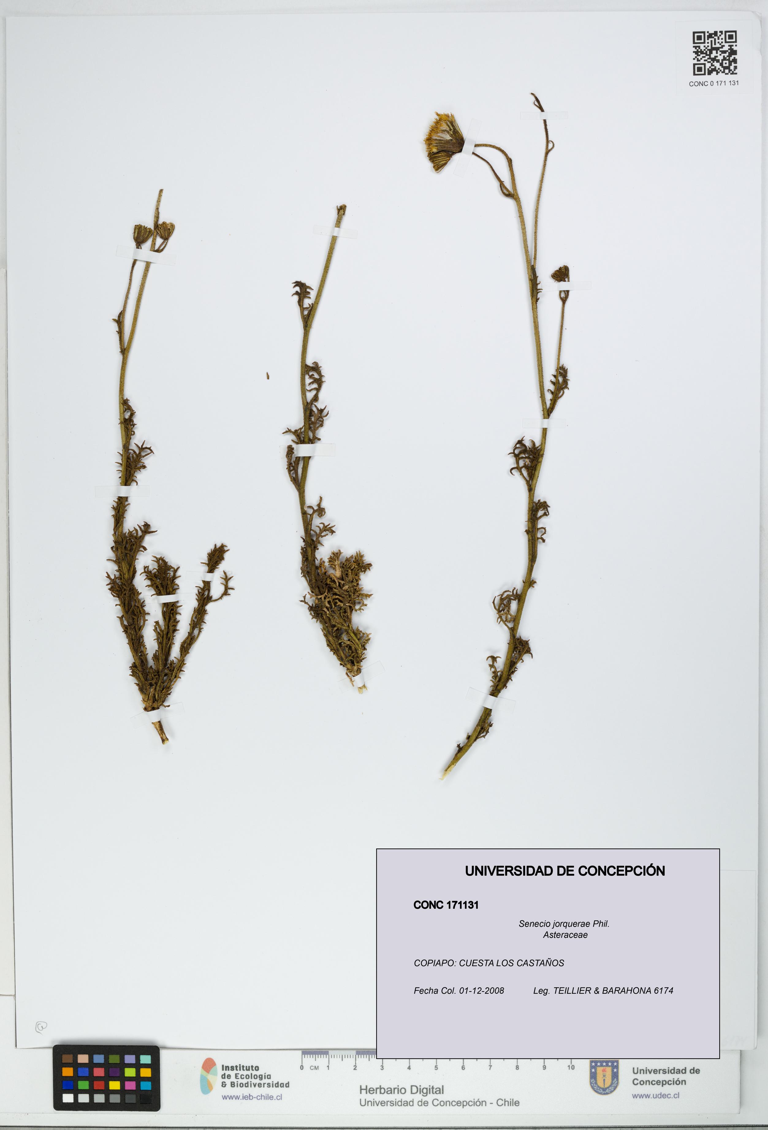 Senecio jorquerae [Espécimen: UDEC:CONC:0171131]