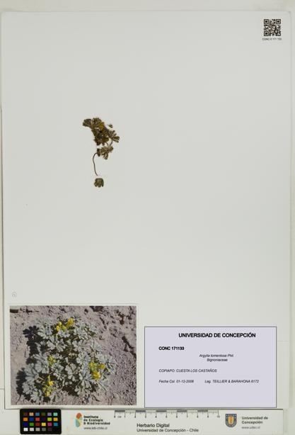 Argylia tomentosa [Espécimen: UDEC:CONC:0171133]