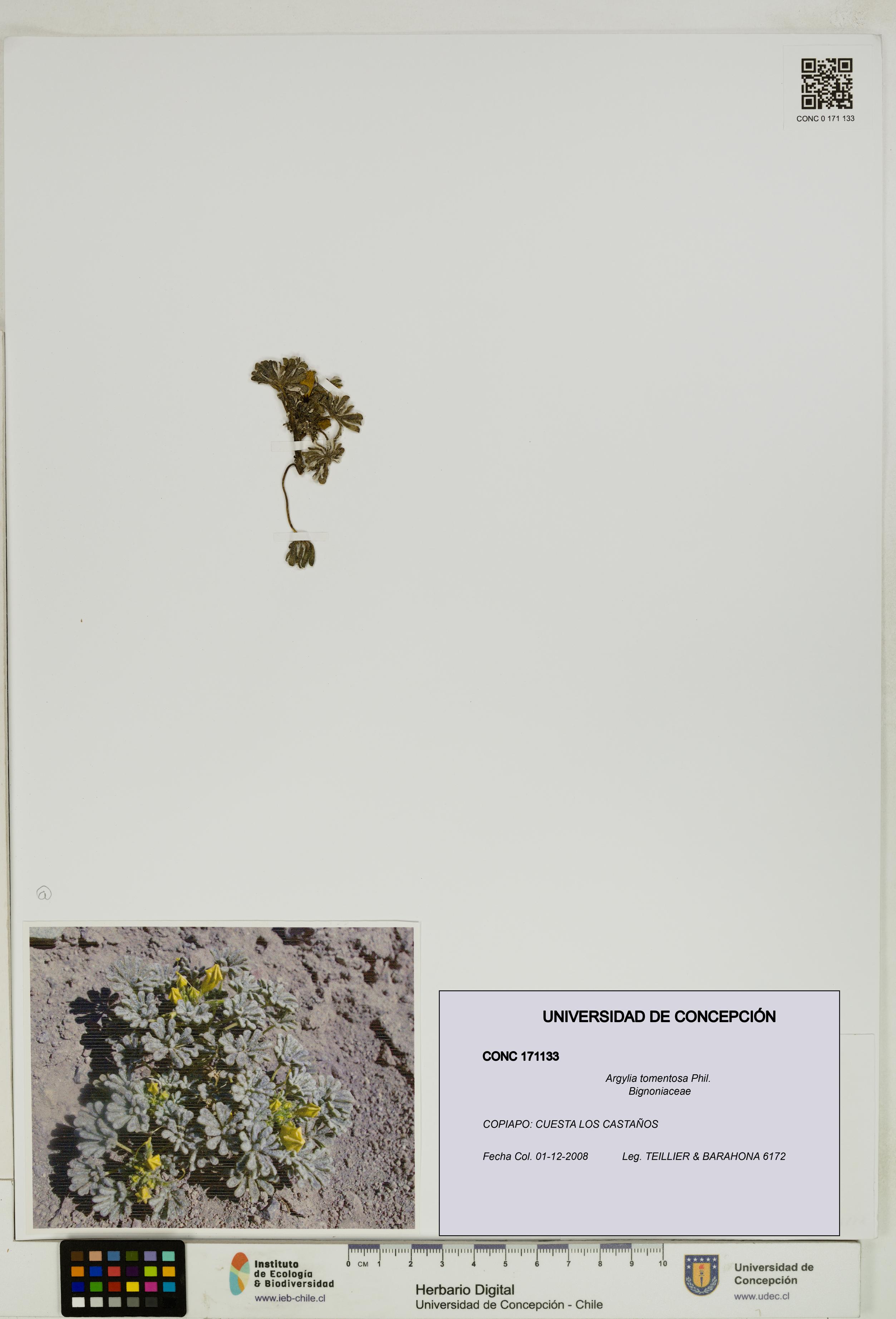 Argylia tomentosa [Espécimen: UDEC:CONC:0171133]