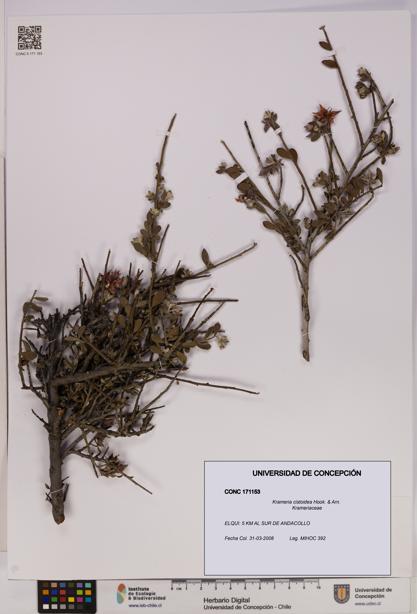 Krameria cistoidea [Espécimen: UDEC:CONC:0171153]