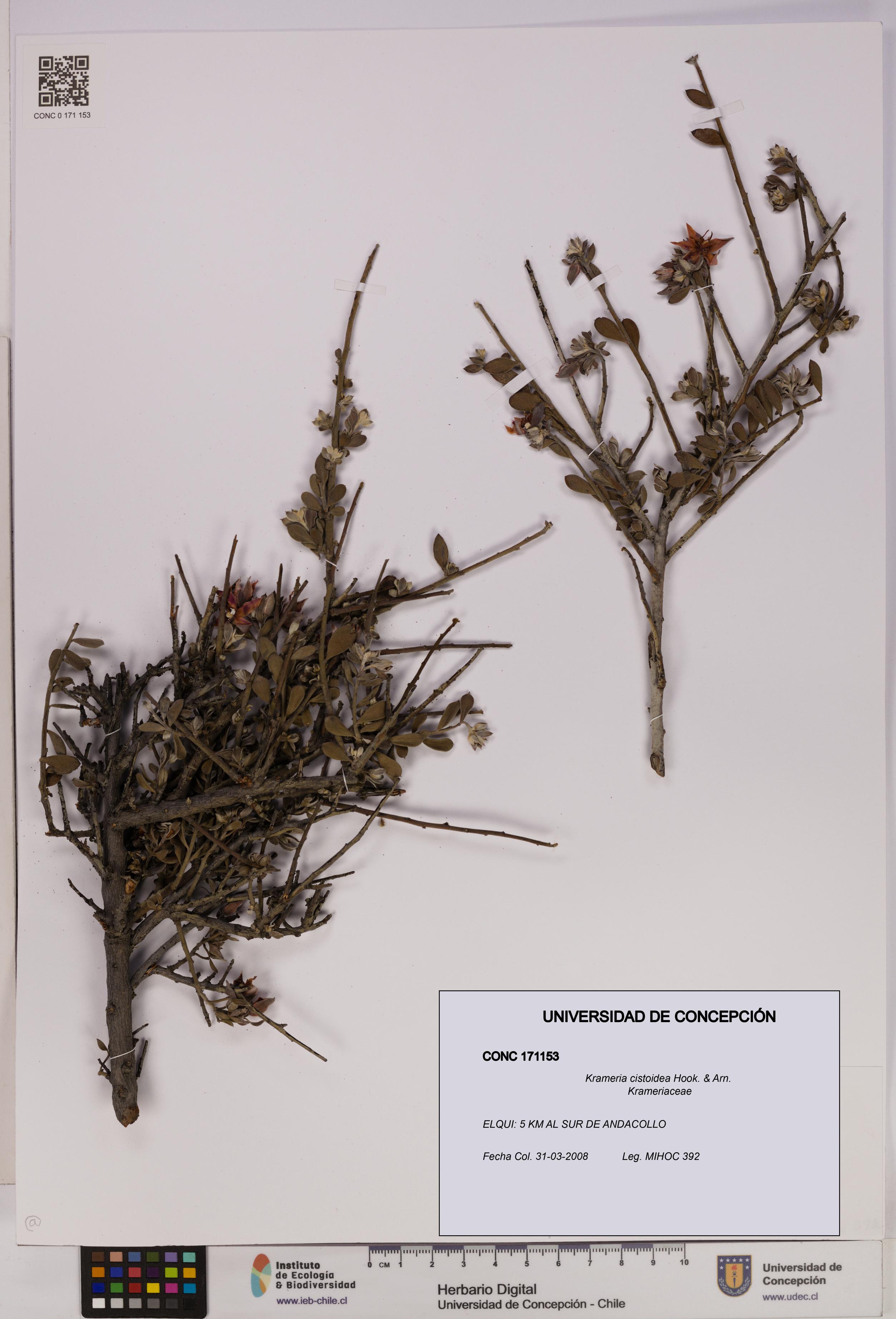 Krameria cistoidea [Espécimen: UDEC:CONC:0171153]