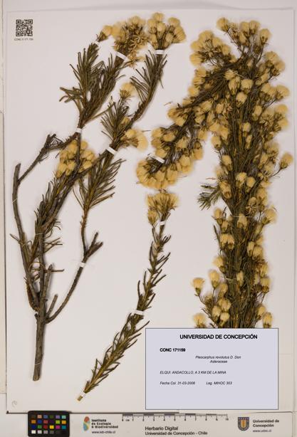 Pleocarphus revolutus [Espécimen: UDEC:CONC:0171159]