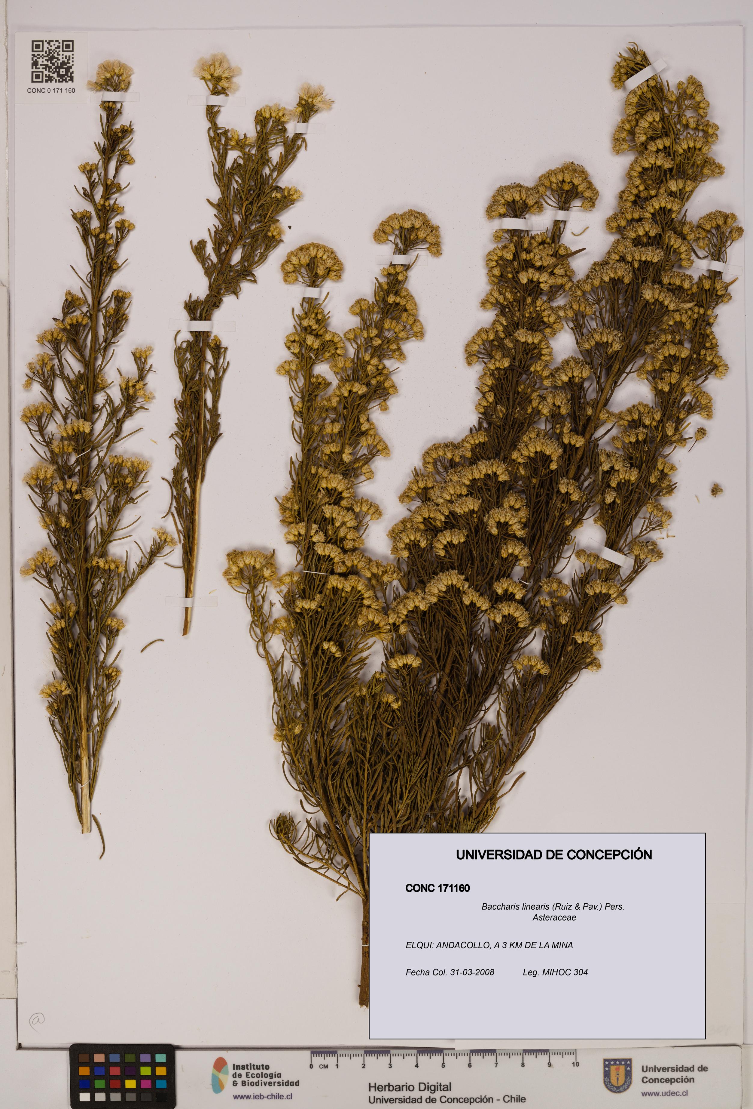 Baccharis linearis [Espécimen: UDEC:CONC:0171160]