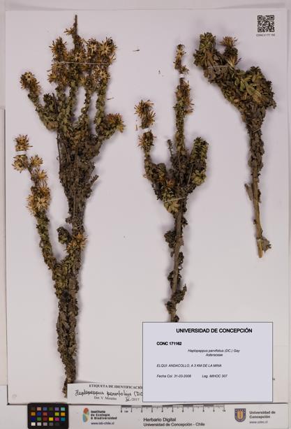 Haplopappus parvifolius [Espécimen: UDEC:CONC:0171162]
