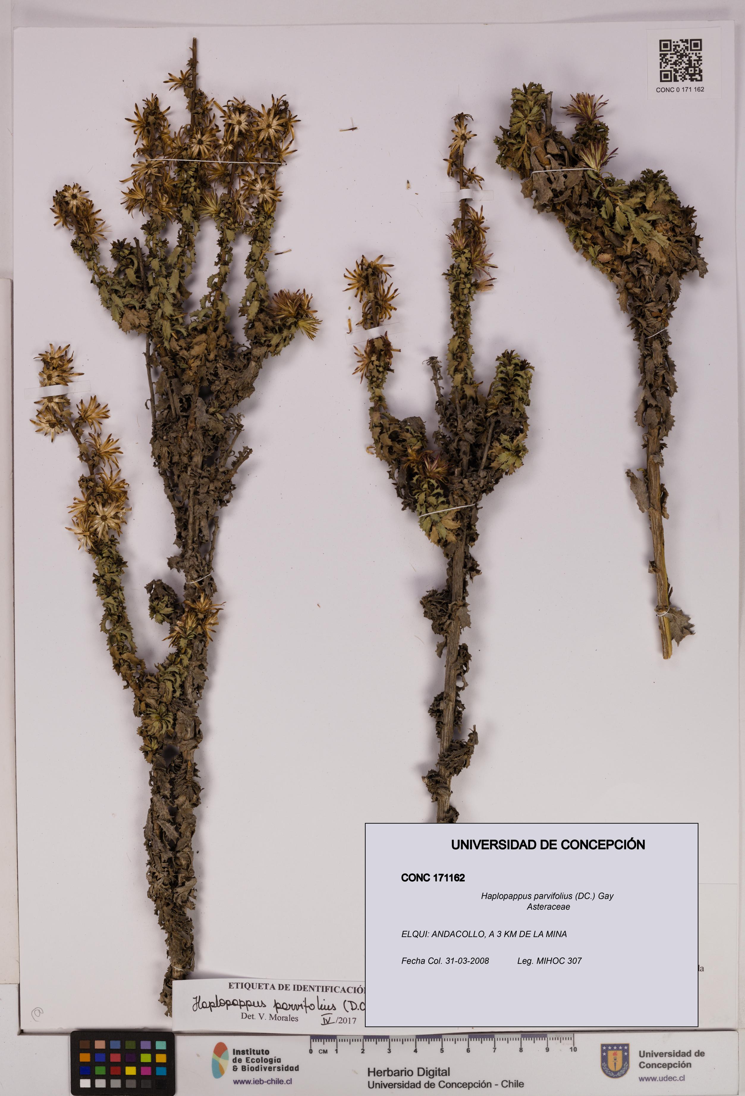 Haplopappus parvifolius [Espécimen: UDEC:CONC:0171162]