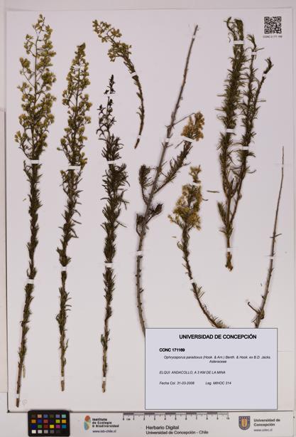 Ophryosporus paradoxus [Espécimen: UDEC:CONC:0171169]