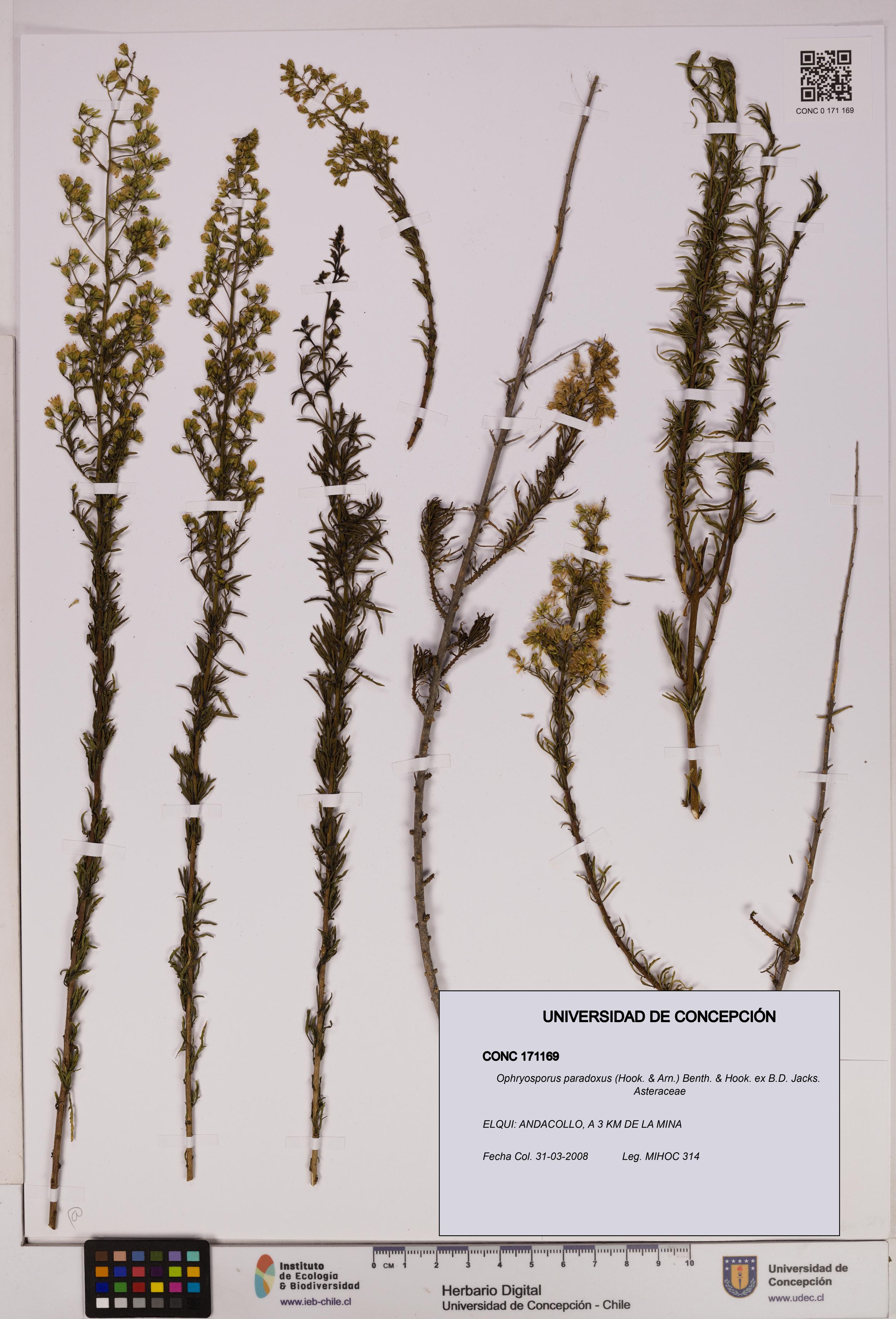 Ophryosporus paradoxus [Espécimen: UDEC:CONC:0171169]