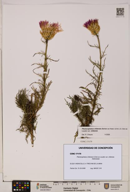Plectocephalus chilensis [Espécimen: ]