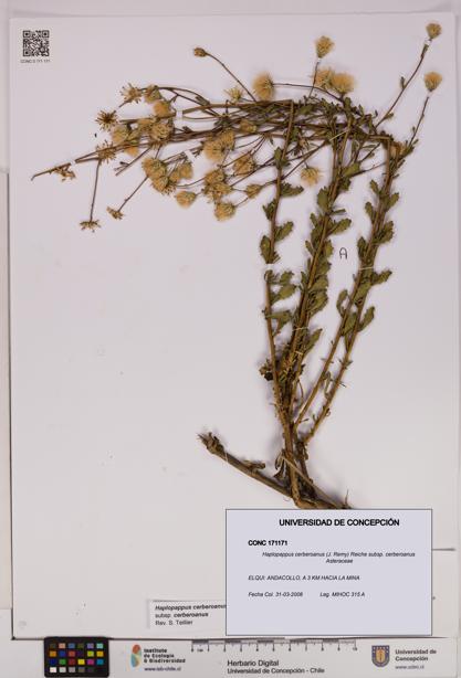 Haplopappus cerberoanus subsp. cerberoanus [Espécimen: UDEC:CONC:0171171]