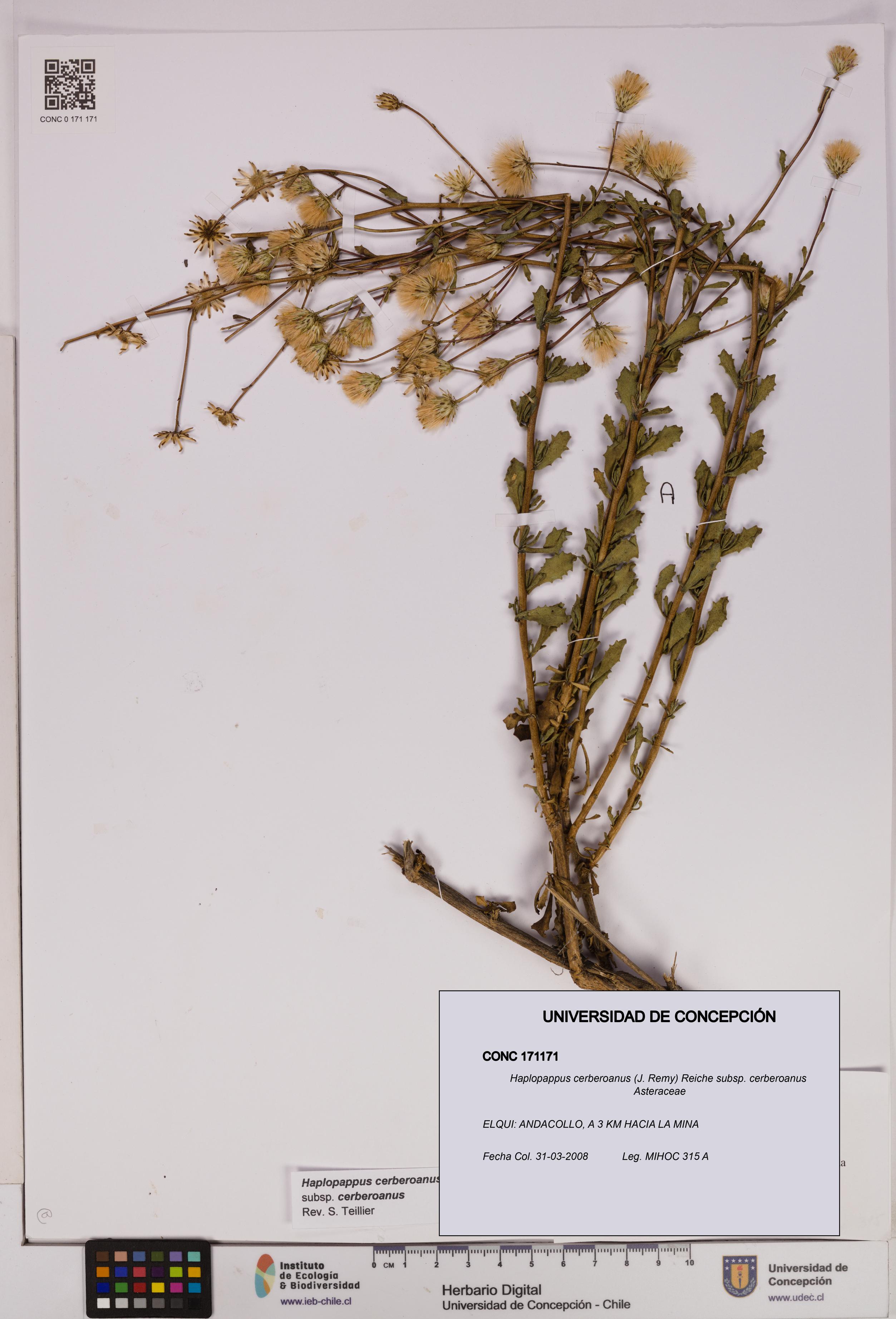 Haplopappus cerberoanus subsp. cerberoanus [Espécimen: UDEC:CONC:0171171]