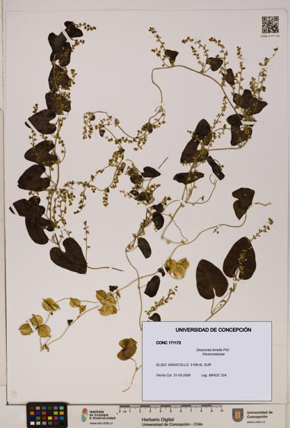 Dioscorea tenella [Espécimen: ]