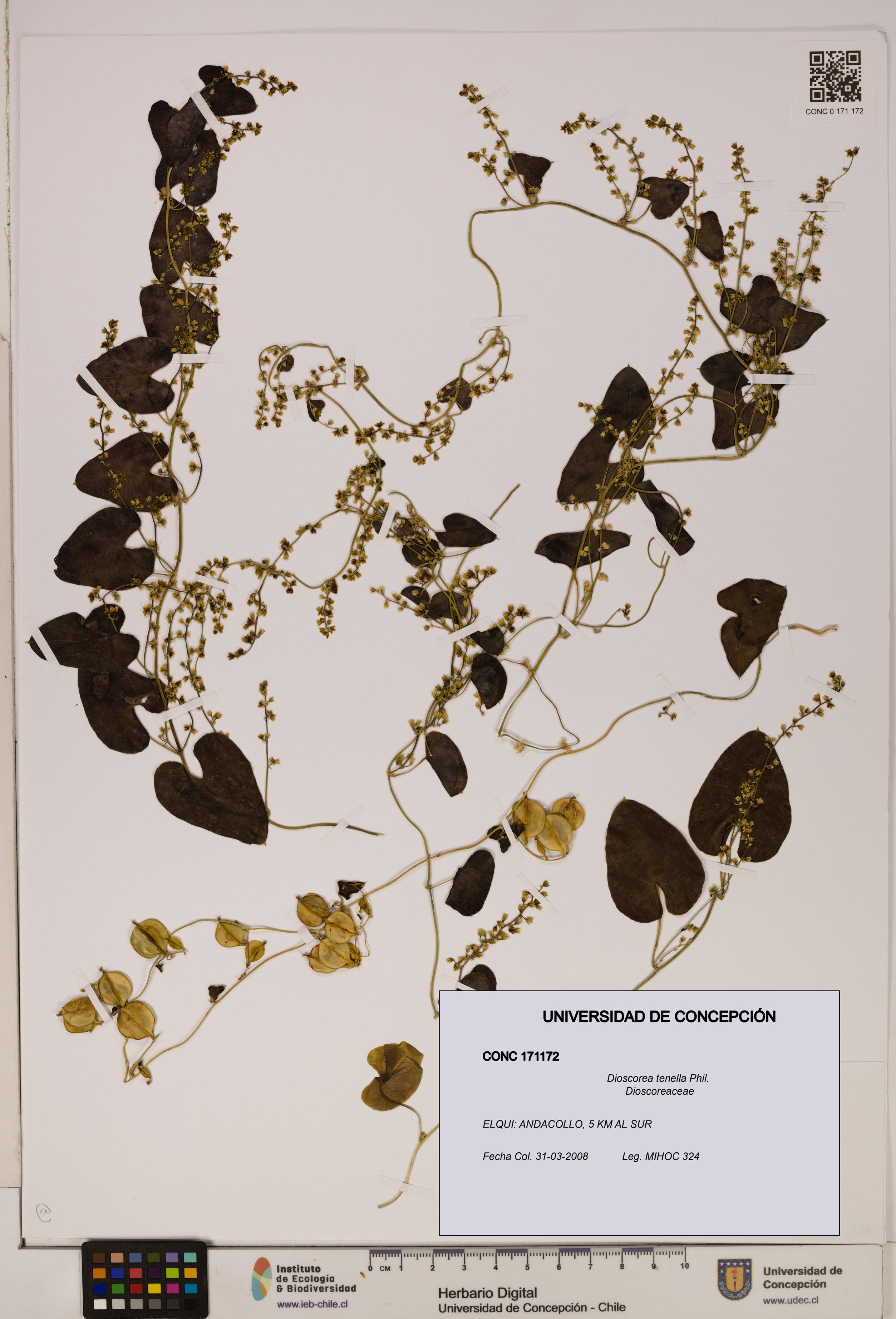 Dioscorea tenella [Espécimen: ]