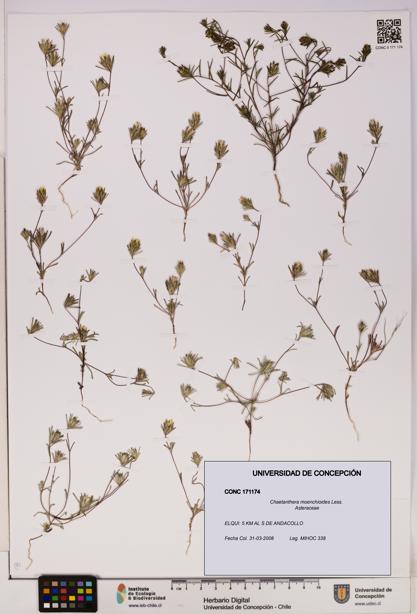 Chaetanthera moenchioides [Espécimen: UDEC:CONC:0171174]