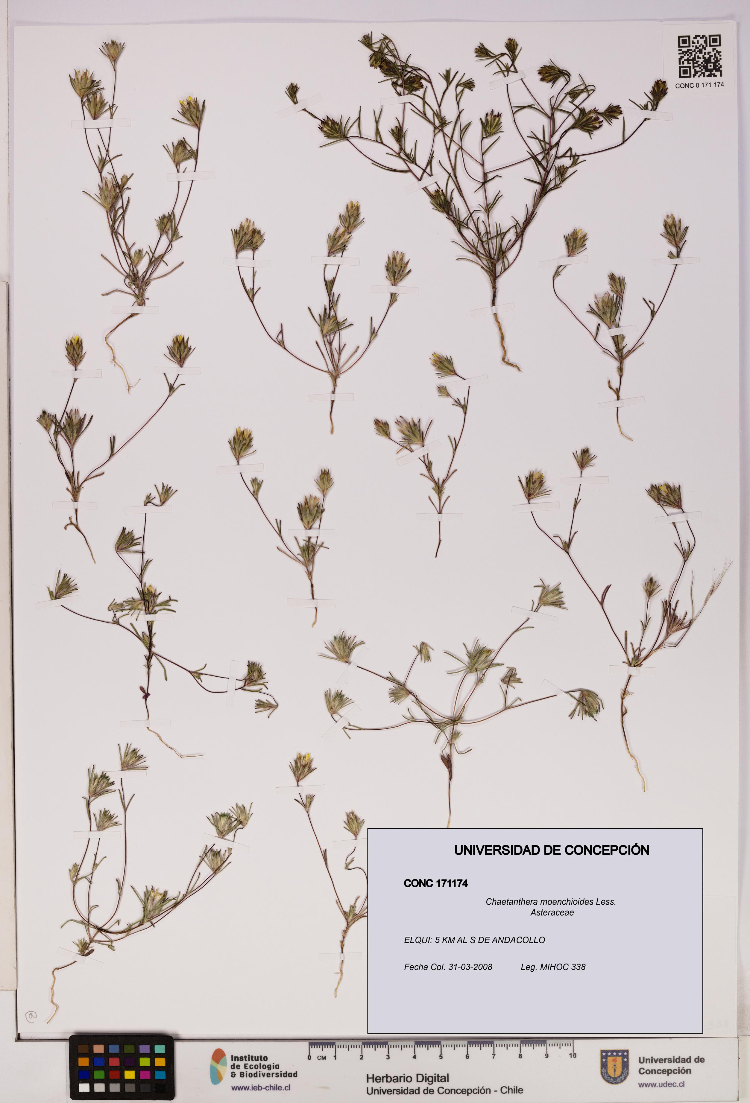 Chaetanthera moenchioides [Espécimen: UDEC:CONC:0171174]