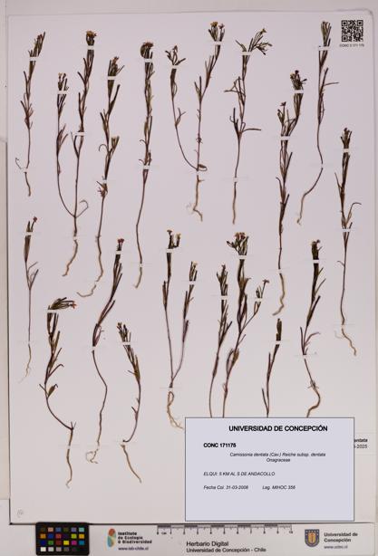 Camissonia dentata [Espécimen: UDEC:CONC:0171175]