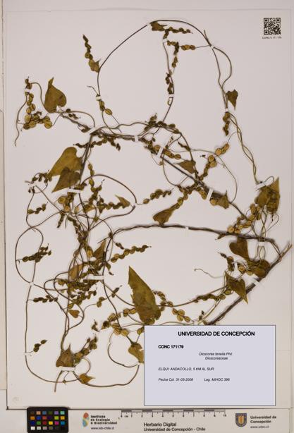 Dioscorea tenella [Espécimen: ]