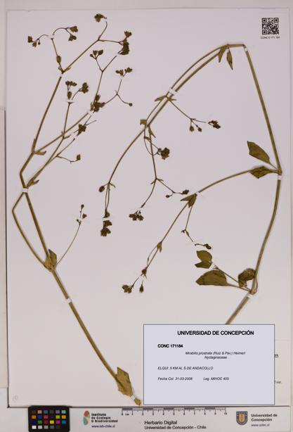 Mirabilis prostrata [Espécimen: UDEC:CONC:0171184]