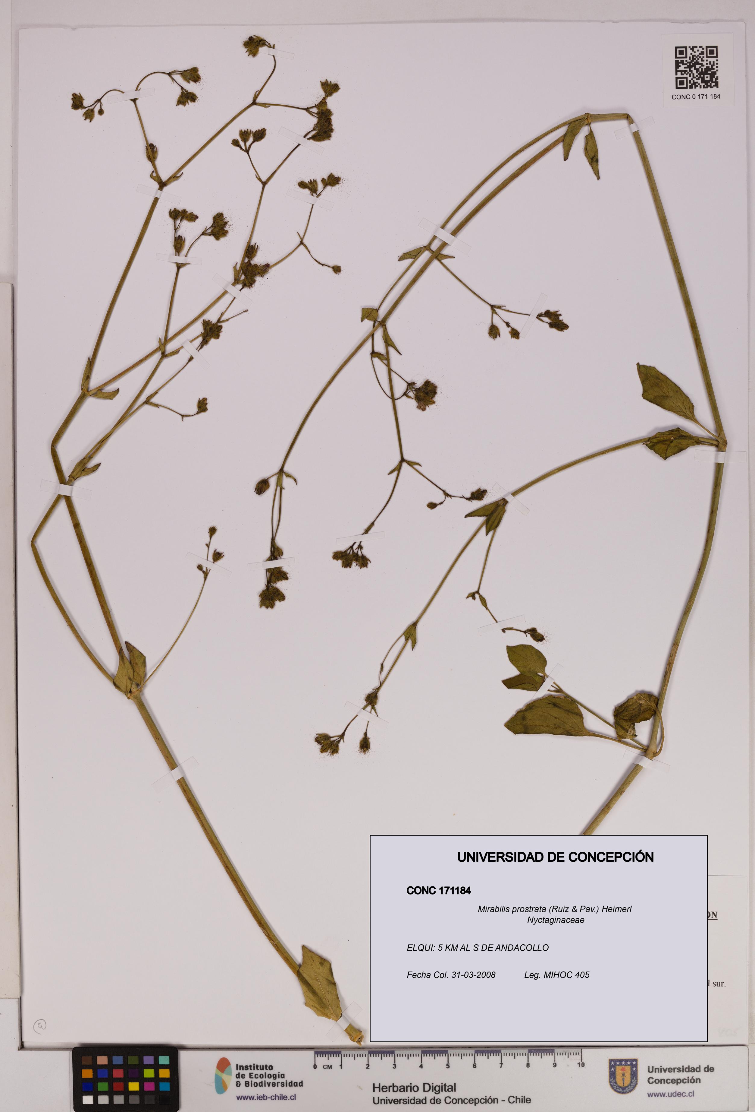 Mirabilis prostrata [Espécimen: UDEC:CONC:0171184]