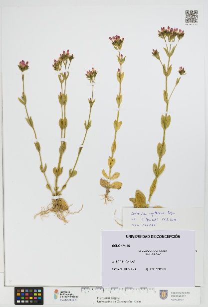 Centaurium erythraea [Espécimen: UDEC:CONC:0171185]