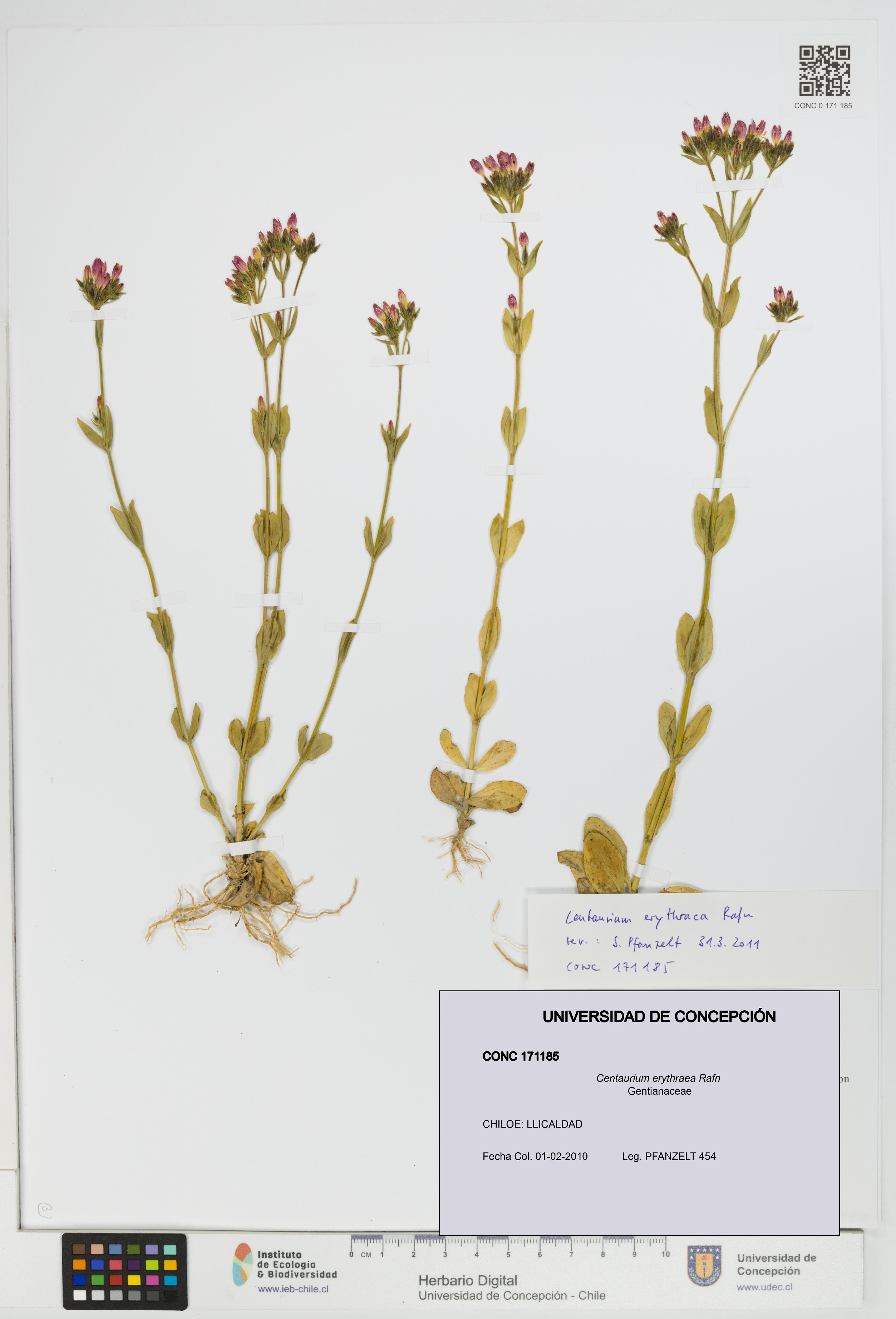 Centaurium erythraea [Espécimen: UDEC:CONC:0171185]